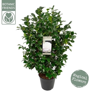 Camellia japonica