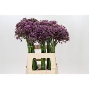 Allium Miami