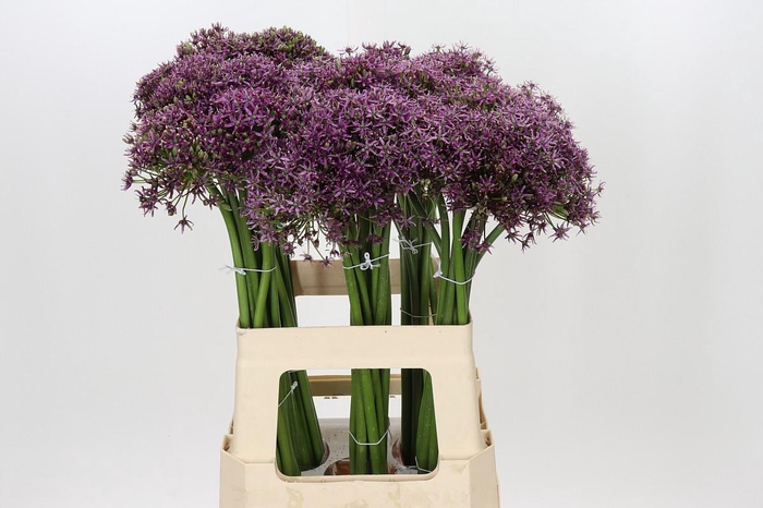 <h4>Allium Miami</h4>