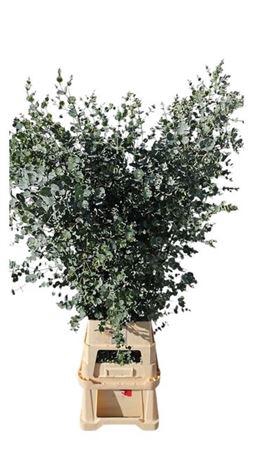 <h4>Euca Gunny Azura</h4>