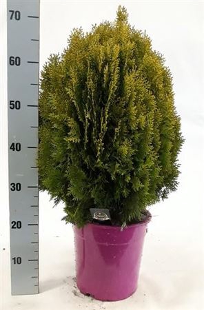 <h4>Plat Or Aurea Nana</h4>