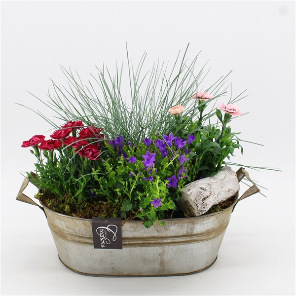 <h4>CACR-2413 Campanula creatie</h4>