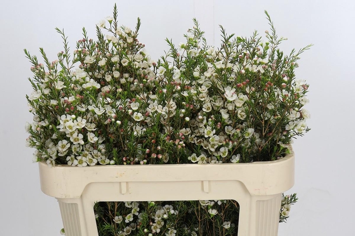 <h4>Chamelaucium Gil</h4>