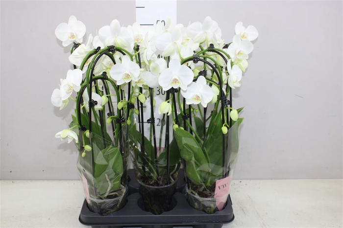 <h4>Phal Cascade Wit 3 Tak</h4>