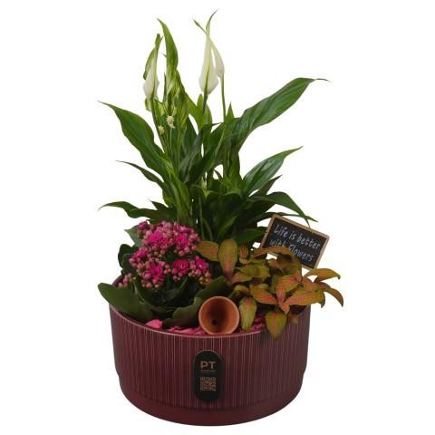<h4>PTIB5124 Arrangement Indoor in keramiek schaal</h4>