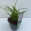 Carex morrowii Ice Dance