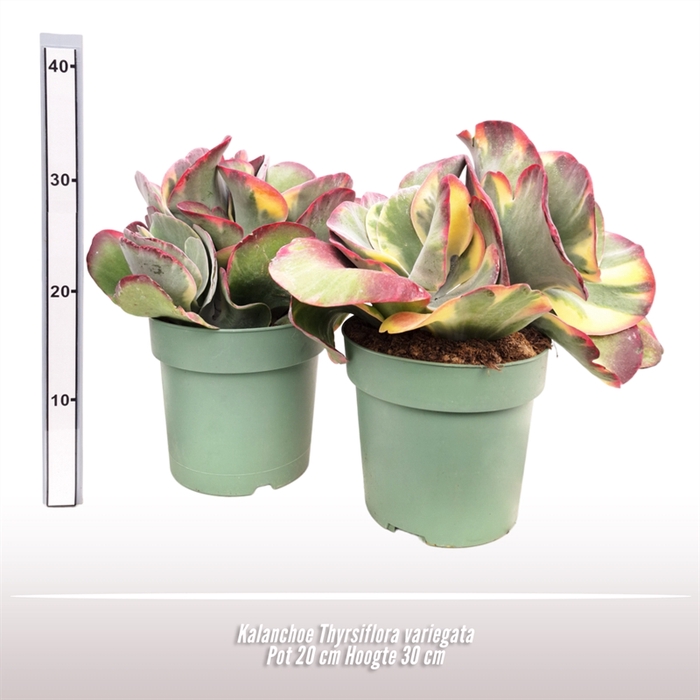 Kalanchoe Thyrsiflora variegata