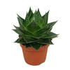 Aloe Cosmo