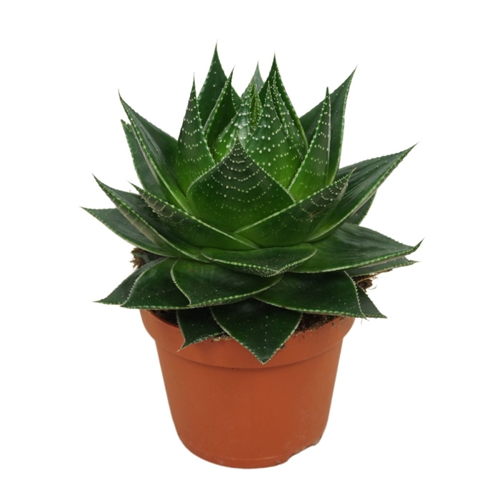 Aloe Cosmo