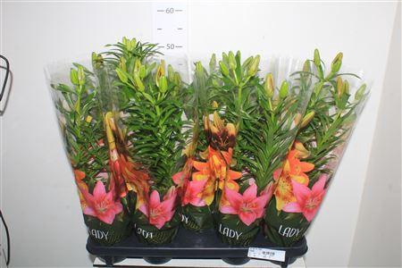 <h4>Lil As Ov 2pp</h4>