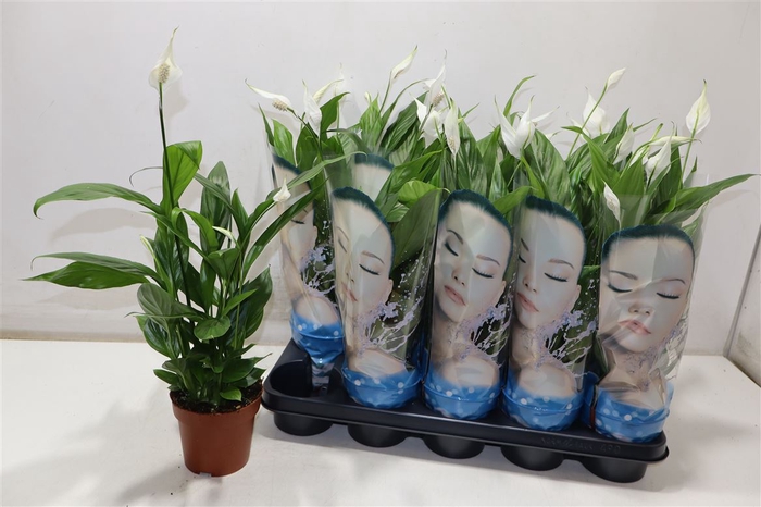 <h4>Spath Alana</h4>
