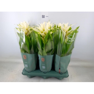 Guzmania  'Deseo White'