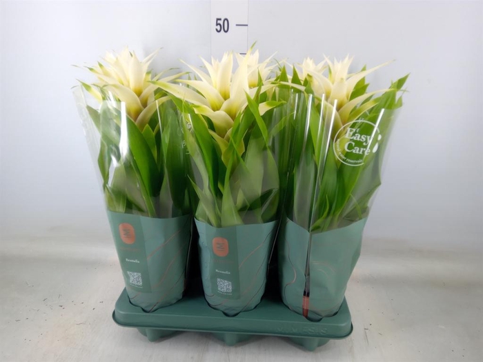 <h4>Guzmania  'Deseo White'</h4>