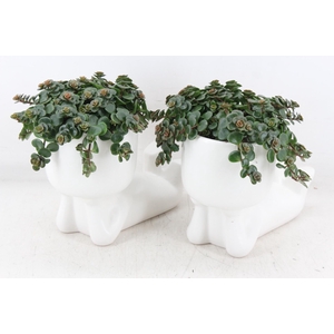 arr3 SN - Ker. pop liggend L