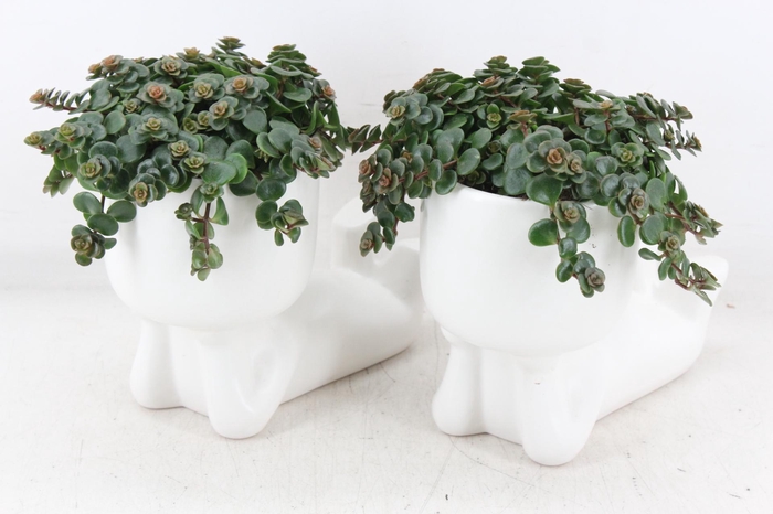 <h4>arr3 SN - Ker. pop liggend L</h4>