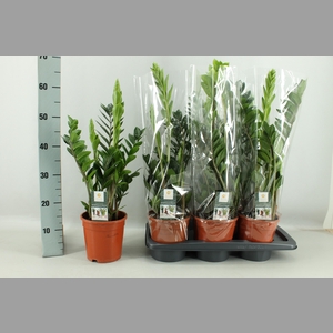 ZAMIO ZAMIIFOLIA