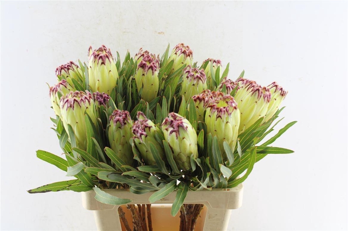 <h4>Protea N Limelight</h4>
