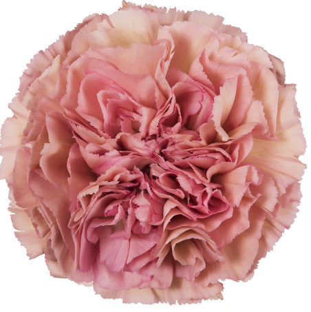 <h4>Di St Lege Pink Bicolor 65cm CO</h4>