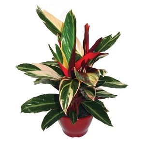 CALATHEA TRIALSTAR P17