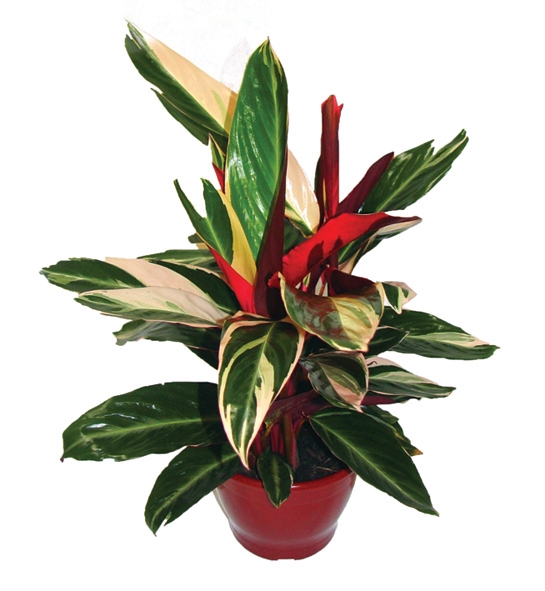 <h4>CALATHEA TRIALSTAR P17</h4>