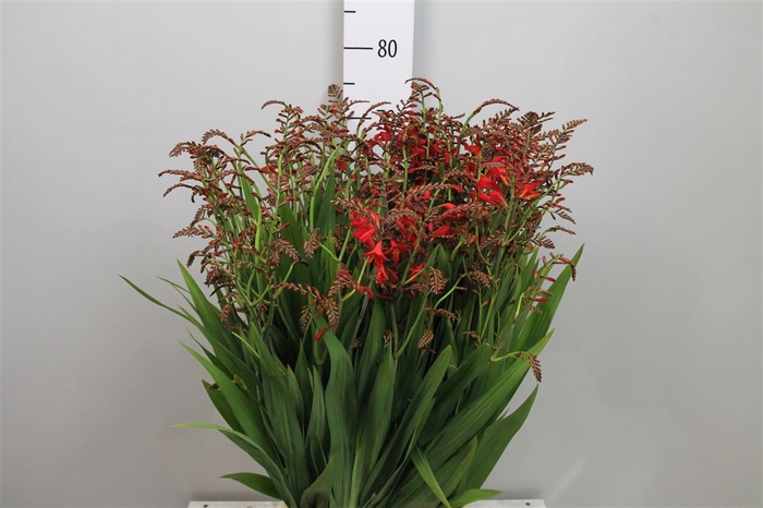 <h4>Crocos Emberglow</h4>