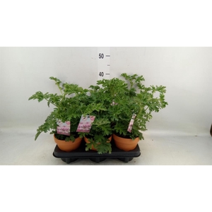 Pelargonium graveolens