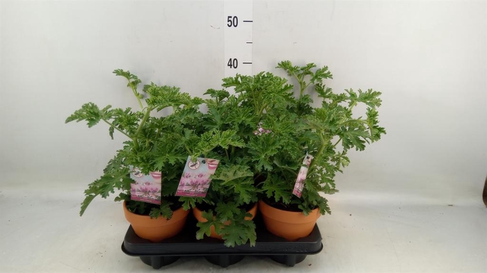 <h4>Pelargonium graveolens</h4>