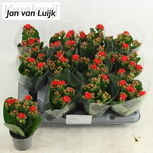 arr8 Kal Ge Rf Noelle