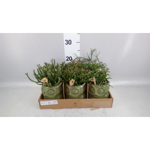 Rhipsalis   ...mix