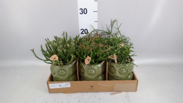 <h4>Rhipsalis   ...mix</h4>