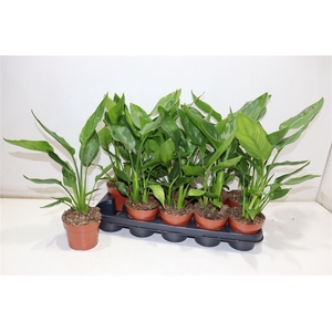 Strelitzia Regin Bl