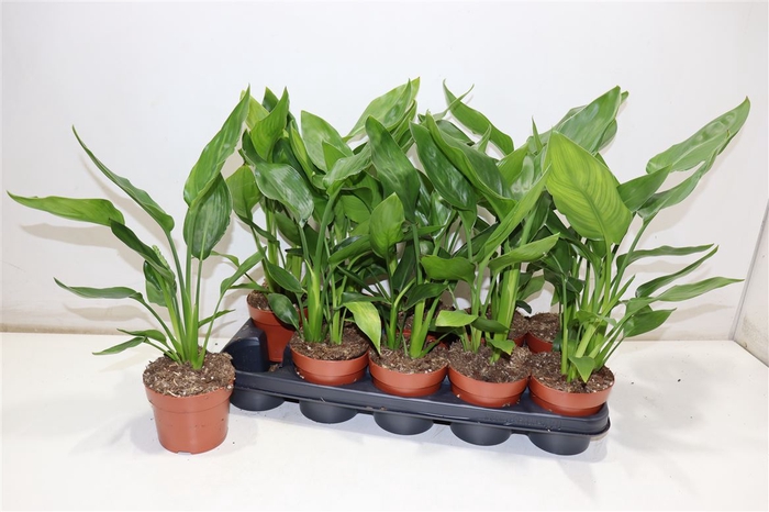 <h4>Strelitzia Regin Bl</h4>