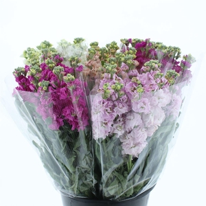 Matth Iron Mix In Fust Super