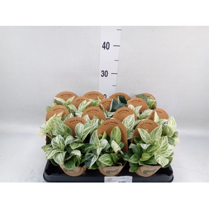 Philodendron   ...
