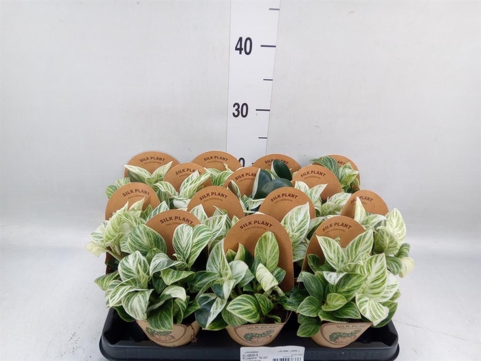 <h4>Philodendron   ...</h4>