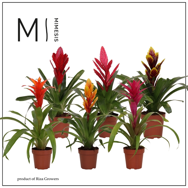 <h4>Mimesis Bromelia Classic - 12 cm</h4>