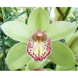 Cymbidium Hans