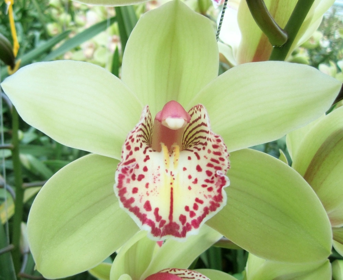 <h4>Cymbidium Hans</h4>