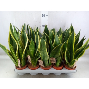 Sansevieria trifa. 'Futura Superba'
