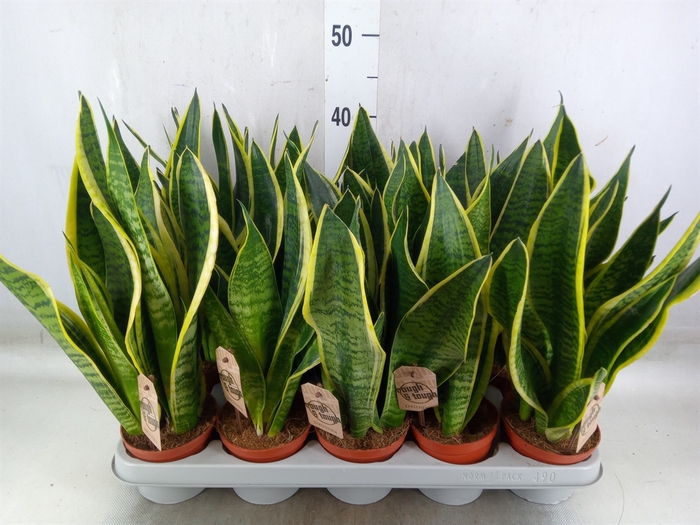 <h4>Sansevieria trifa. 'Futura Superba'</h4>