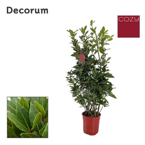 Laurus nobilis Struik