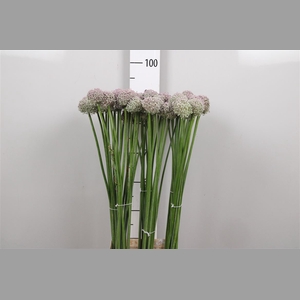 Allium Ampeloprasum