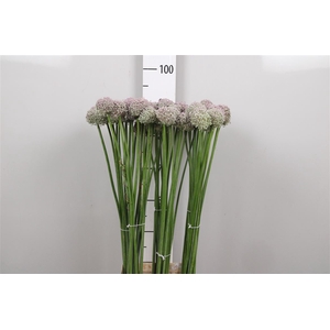 Allium Ampeloprasum