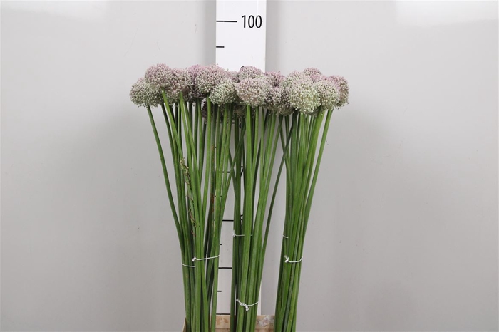 <h4>Allium Ampeloprasum</h4>