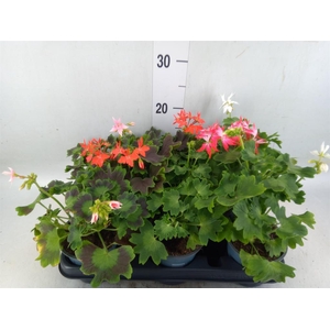 Pelargonium zona.   ...