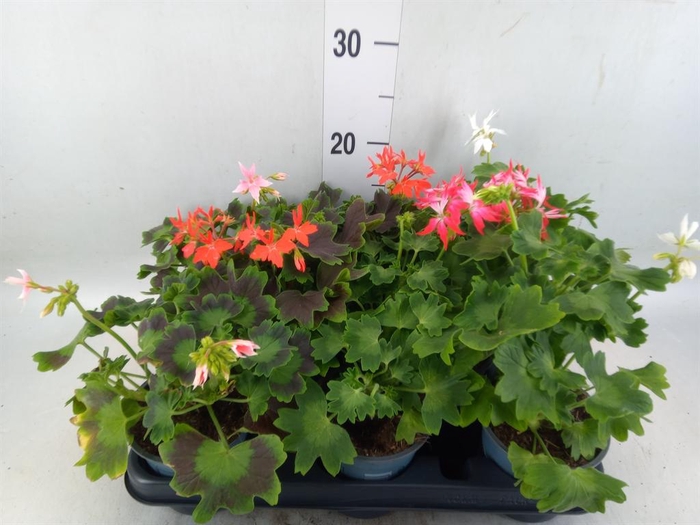 <h4>Pelargonium zona.   ...</h4>