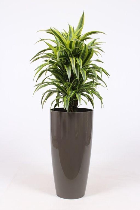 <h4>Dracaena Lemon Lime in Santorini pot "taupe"</h4>
