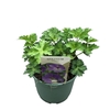 Geranium Rozanne