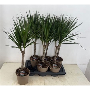 Dra Marginata