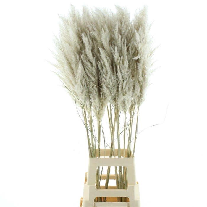 Corta Dried Evita Super Fluffy N L